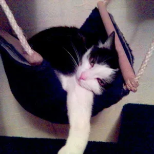 Tommy in der Hängematte