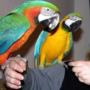 Sind wir nicht schööön ?