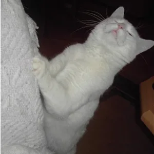 Kratzen tut guuuuuuut