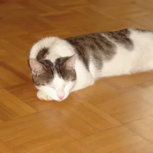 Gomez ist alles wurscht, hauptsache schlafen!