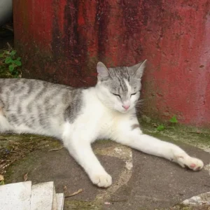 Nach gelungener Mäusejagd gönnt sich Morty ein Schläfchen!