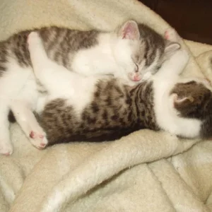 Powerkuscheln von Gomez und Morty.