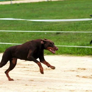 Mausemüh im Rennfieber
