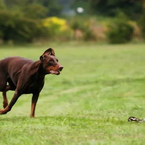 und hoch die Öhrchen