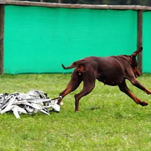 Moment ich habe wichtige Termine, es ist ein Püschel zu fangen