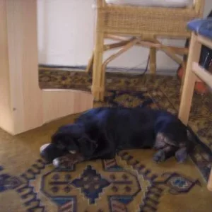 Welche Rasse seht ihr?