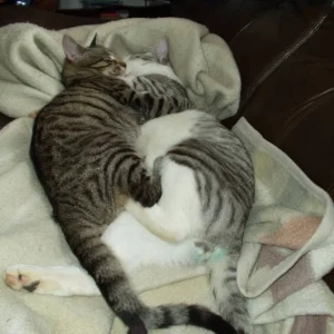 1. Kuscheln seit Dynamo mit Morty seit uns zugelaufen ist.