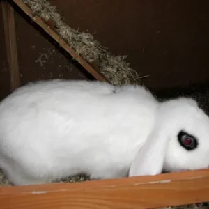 Schau`mir in die Augen Kleines...