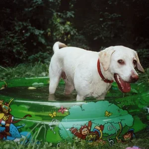 Guckuck! Ich bin die flotte Bonnie mit dem Äffchenpool!