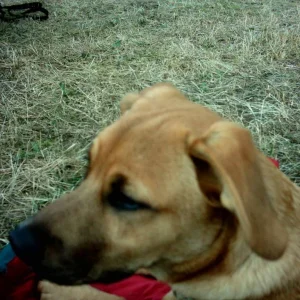 Lui hat genau aufgepasst beim Dogdance