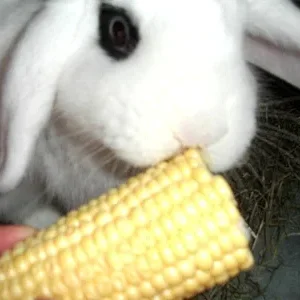 Nu` lass den Scheiss- gib her den Mais