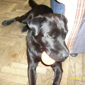 mein lieblingsspielzeug