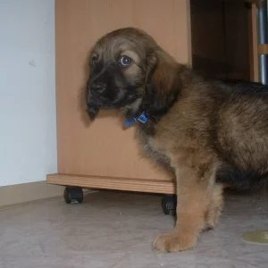 Wenigstens nicht auf den Teppich