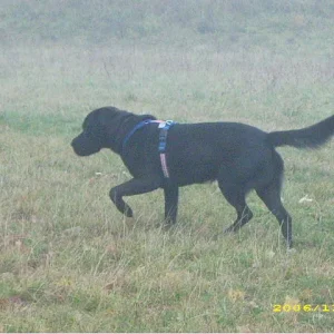 kenai - der vorstehhund hihihi