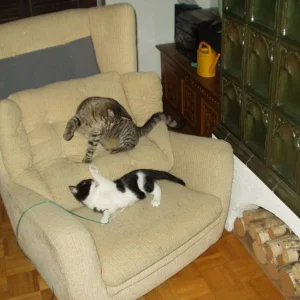 Dynamo und Zorro beim Spielen am 3.Tag