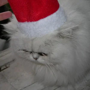 Mißglückter Versuch mit Nikolausmütze Teil 1