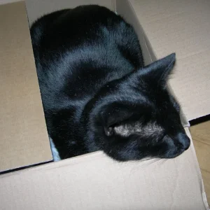 Zwergi das Schachtelkatzi