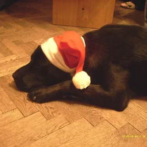 ach dieser weihnachtsstress