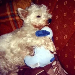 Dieser Weihnachtsstress