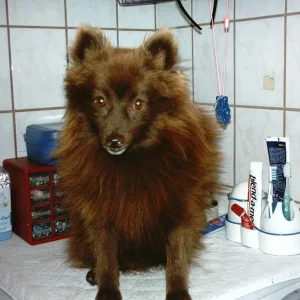 Foxi unser Spitz