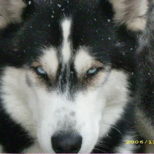 der husky von meiner schwester