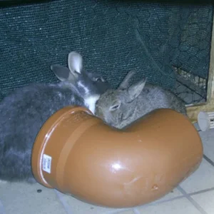 ZF von Sunny&Romeo hat geklappt