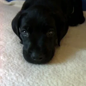 Der treuherzige Blick unseres Heros