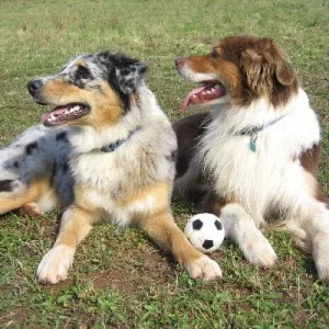 Jamie u. Fynn meine zwei Aussie-Jungs