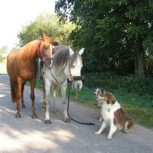 Jashira, Kerim, Jamie u. Fynn