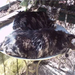 Sommer - Garten - Sonne - Gute Laune - Katzen