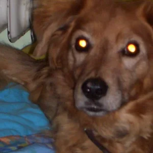 Mozart_schaut_uns_an