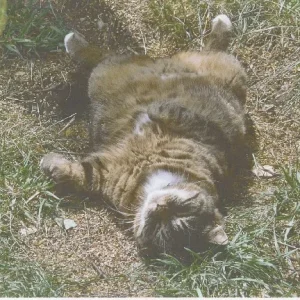 König Socke in üblicher Lage