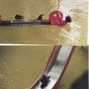 Zuviel Wasser für Enten