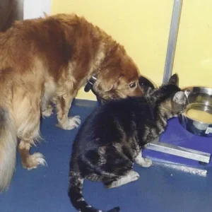 Schrödinger als Vorkoster