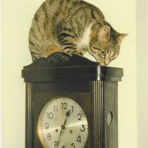 Unsere Gastkatze will nicht gestört werden