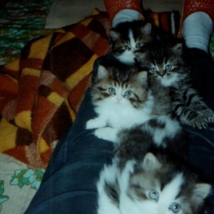 unser Katzen-Nachwuchs (geb. am 29.09.1999)