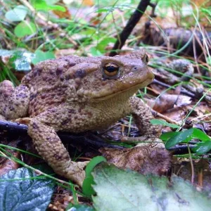 Ich bin ein verwunschener Prinz