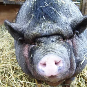 Hängebauchschwein Susi