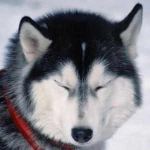 Ein süsser Sibirischer Husky.