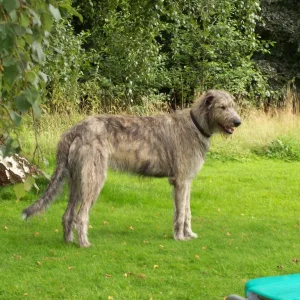 So werd ich nie ein Ausstellungshund, will ich auch nicht