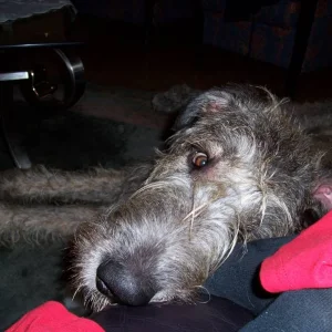 Können diese Augen lügen