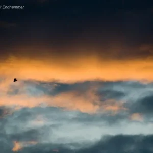 Der Himmel brennt und die Vögel flüchten