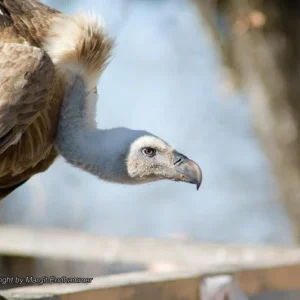 Fühlst du dich angestarrt?