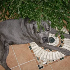 "Mein schönstes Weihnachtsgeschenk"