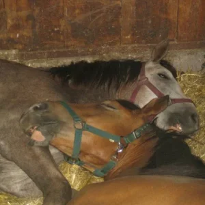 Merlin und Sam im Tiefschlaf