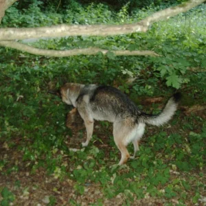 Dunja beim "Stöckchen" ziehen ...