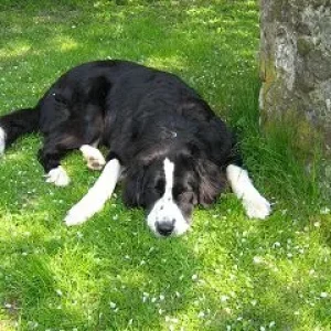 unsere "kleine" Bernersennen/Landseer Dame