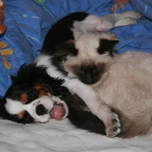 *Sugar* und mein Thaikitten *Maleika*