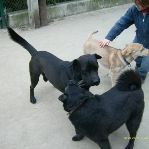 kenai mit seinen beiden besten freundinnen