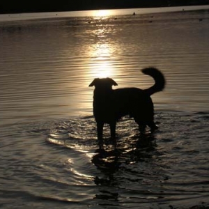 Rusty im See bei Sonnenuntergang